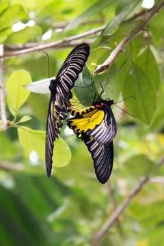 Pair of golden birdwing butterfly mating Stock Photos