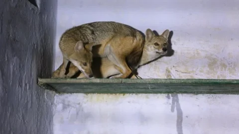 Pair of Golden Jackals at Night in Gujarat India Wildlife 01 Stock Footage 341651353