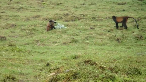 Pair of golden monkeys Stock Footage 74102003