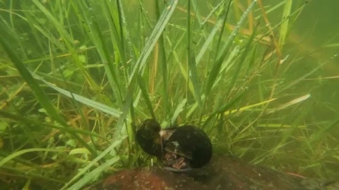 A pair of golden snails mating in the lake water Stock Footage 319906320