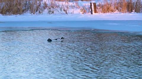 A pair of goldeneyes at the edge of the ice Stock Footage 326327783