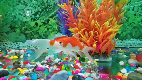 A pair of goldfish in the aquarium. Stock Footage 80182588