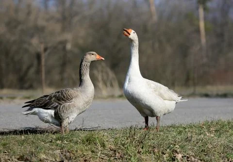 Pair of gooses Stock Photos