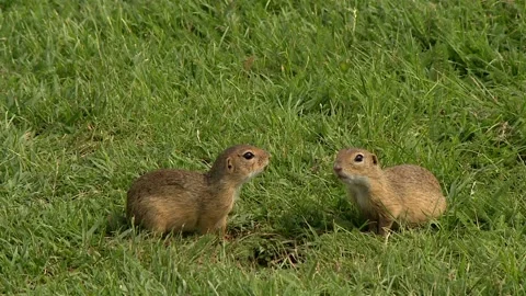 A pair of gophers sitting in the green grass, a married couple of animals Video stock 112668868