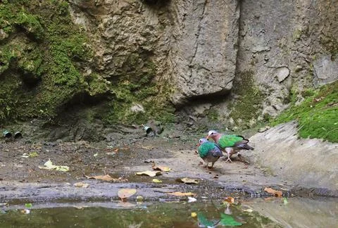Pair of Gorgeous Common Emerald Doves or Green-winged Pigeon Stock Photos
