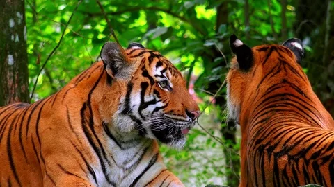 Pair of gorgeous wild tigers resting in tropical moist forest Stock Footage