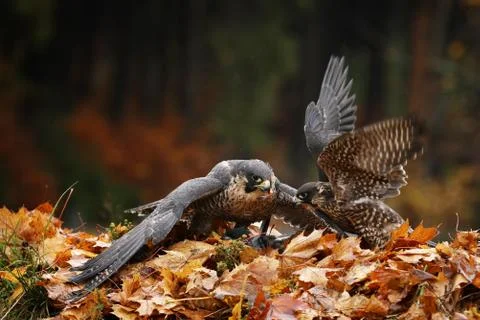 Pair of Goshawk with prey in the forest - Accipiter gentilis Stock Photos