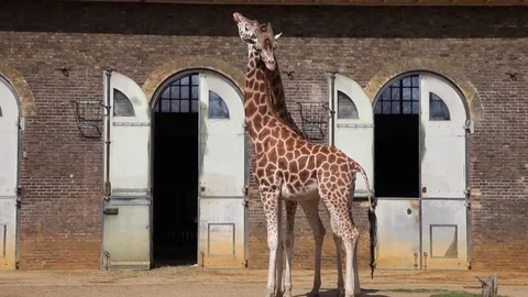 Pair of graceful giraffes Stock Footage 75039593