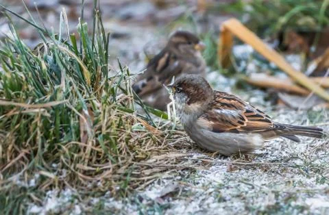 A pair of gray and brown sparrows sits on a green grass with snow in the park Stock Photos
