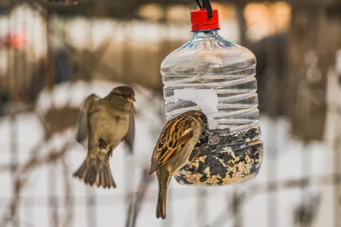 A pair of gray and brown sparrows is in the transparent plastic bottle feeder Stock Photos