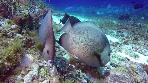 Pair of gray angelfish on coral reef Stock Footage 79274470