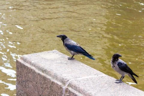 A pair of gray crows perched on the granite embankment Stock Photos