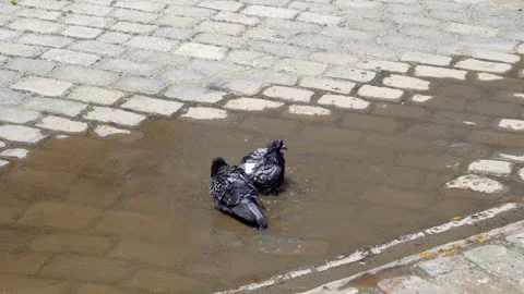 Swimming Pool Dove Stock Videos – Royalty-Free HD & 4K Videos | Pond5