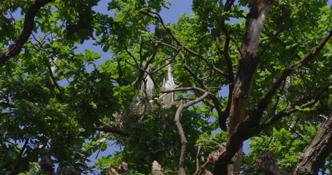 A pair of gray herons perched in a nest in tree canopy hidden behind branches Stock Footage 260228467