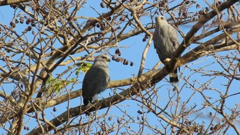 Pair of Gray-Lined Hawks Perched Together on Tree Branch Stock-Footage 343203008