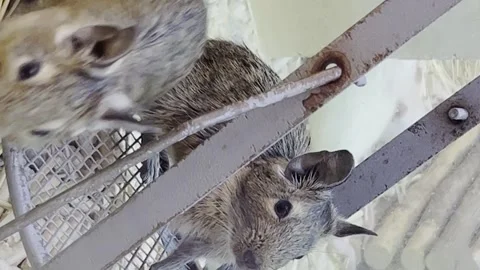 A pair of gray mice are sitting in a cage. Beautiful domestic rodents. Vertical Stock Footage 250127089