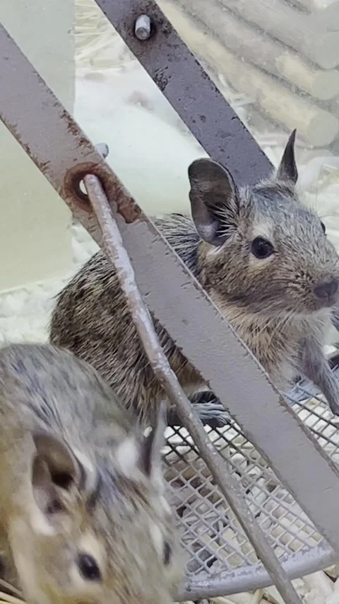 A pair of gray mice are sitting in a cage. Beautiful domestic rodents. Vertical Stock Footage 250386984