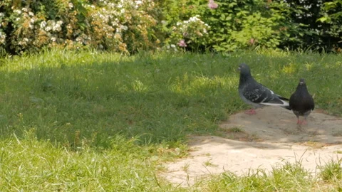 Pair of gray pigeons in summer. Stock Footage 121116336