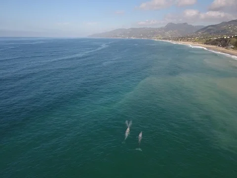 Pair of Gray whales Vidéo 75695707