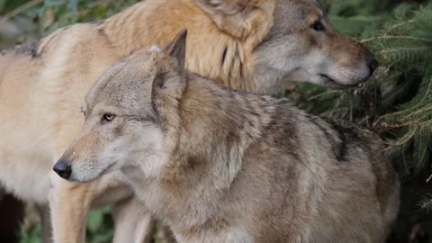 Pair of gray wolves standing still in forest during daytime, motion footage.. Stock Footage 337349873