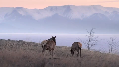 A pair of grazing deer against the backdrop of snow-capped mountains and lake Stock Footage 312424009