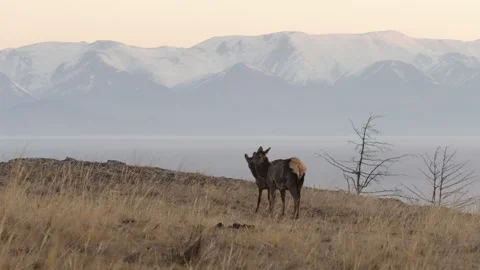 A pair of grazing deer on the background of snow-capped mountains Stock Footage 310999708