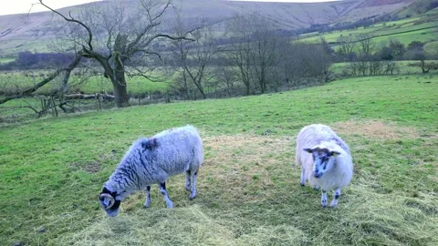 A pair of grazing sheep, in Edale Valley. Stock Footage 321466802