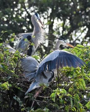 Pair of great blue herons Stock-Fotos