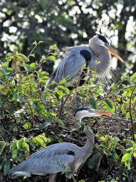 Pair of great blue herons Stock-Fotos