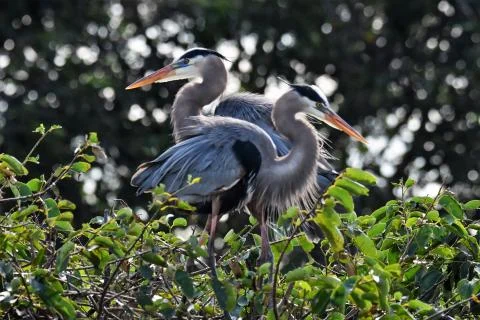 Pair of great blue herons on the tree tops Stock-Fotos