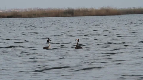 Pair of Great Crested Grebe, Podiceps cristatus Video stock 22594470