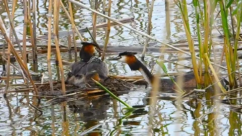 Pair of great crested grebe Podiceps cristatus nesting with chicks Stock Footage 134274378