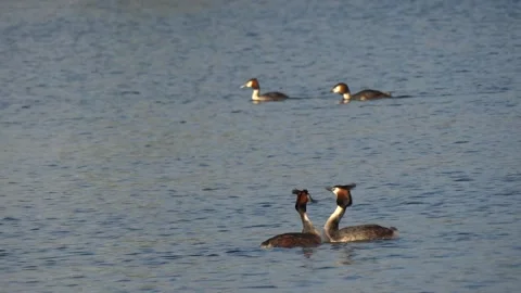 Pair of Great Crested Grebe (podiceps cristatus) swimming Stock Footage 160653635