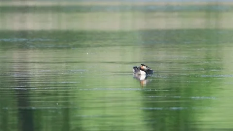 Pair of great crested grebe (Podiceps cristatus) swimming on the lake Stock Footage 245507175