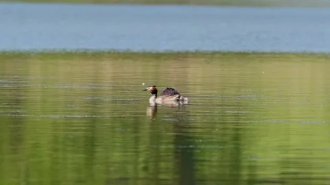 Pair of great crested grebe (Podiceps cristatus) floating on the lake Stock Footage 246862481