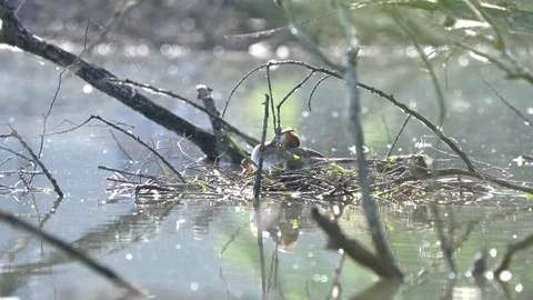 Pair Of Great Crested Grebe Podiceps Cristatus On Nest Video Stock Footage 278184215