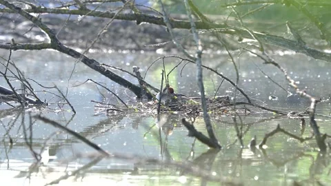 Pair Of Great Crested Grebe Podiceps Cristatus On Nest Video Stock Footage 278184613