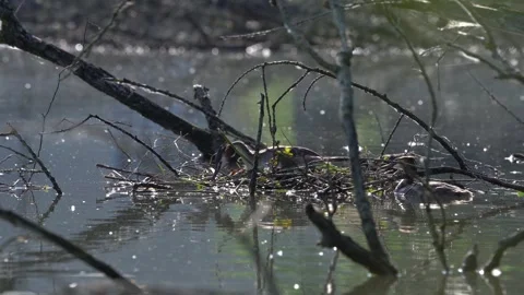 Pair Of Great Crested Grebe Podiceps Cristatus On Nest Video Stock Footage 278185329