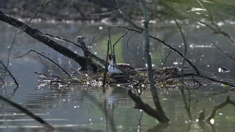 Pair Of Great Crested Grebe Podiceps Cristatus On Nest Video Stock Footage 278185441