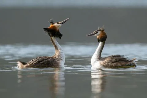 Pair Of Great Crested Grebes In Action Stock Photos