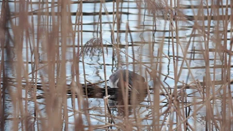 Pair of great crested grebes building nest in reeds Видео 335294446