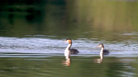 Pair of Great Crested Grebes diving  Vidéo 162550416
