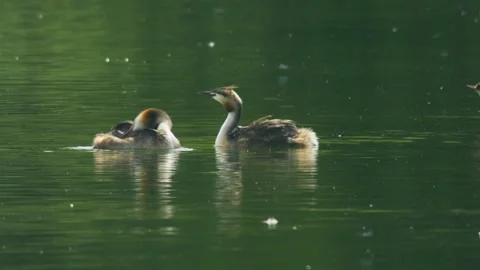 Pair of Great Crested Grebes Facing Each Other on Calm Water Stock Footage 342637984