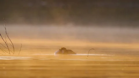 Pair of Great Crested Grebes Preening and Swimming on Misty Lake Vídeo Stock 345124967