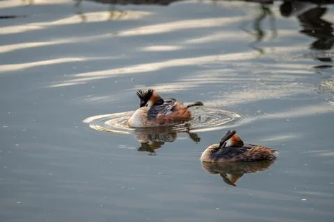 Pair of Great Crested Grebes Resting on Lake Geneva in Switzerland Fotos Stock