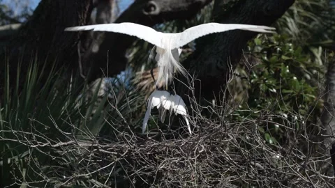 A pair of great egrets is mating while perched on the branches of a tree. Vídeos de archivo 334664524