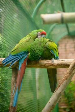 Pair of Great Green Macaws preening each other on branch. Great Green Macaw Stock Photos