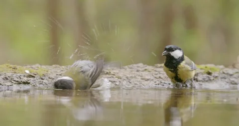 Pair of great tit cleaning feathers and bathing on waterside of pond in spring. Stock Footage 129757310