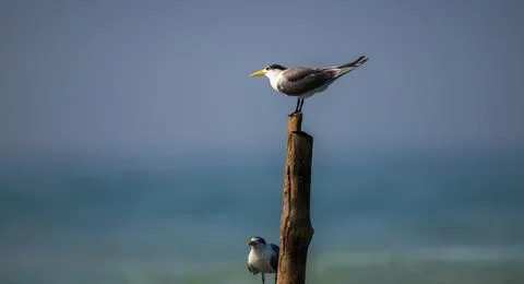 Pair of Greater crested terns perch on a wooden pole on the sea. Stock Photos