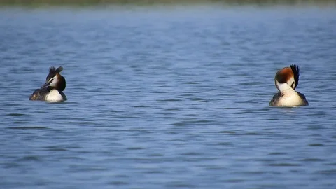 Pair of grebe major (Svasso) cleans the plumage in the pond -4K- Italian Nature Video stock 110927405